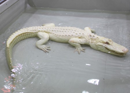 zoo-protivin-krokodyli-zoologicka-zahrada - albinoticky-aligator
